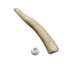 Load image into Gallery viewer, 6" Premium Medium Whole Antler Chew