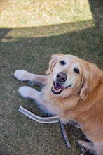 Load image into Gallery viewer, 8” Premium Large Whole Antler Chew